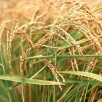 富硒稻谷檢測(cè)