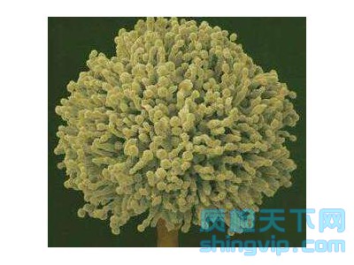 濟(jì)南食品黃曲霉毒素B1檢測(cè)機(jī)構(gòu)_中心_費(fèi)用_價(jià)格