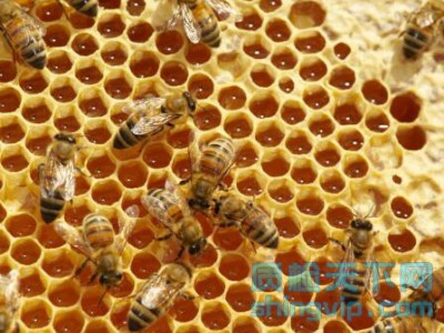 濟南市蜂蜜電商銷售檢測報告辦理中心_地點_機構