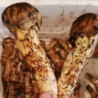 成都松茸檢測(cè)報(bào)告，成都食用菌重金屬檢測(cè)