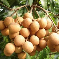 龍眼檢測(桂圓)