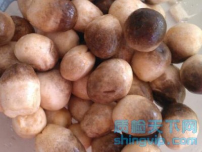草菇菌種檢測(cè)