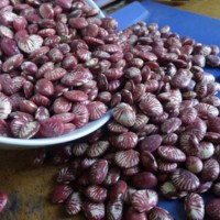 佛山豆類_大豆_紅豆_綠豆質(zhì)量檢測報告辦理地址